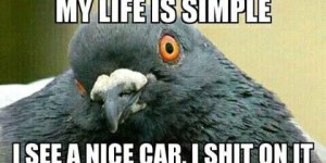 Taky vám někdy pos*al holub auto